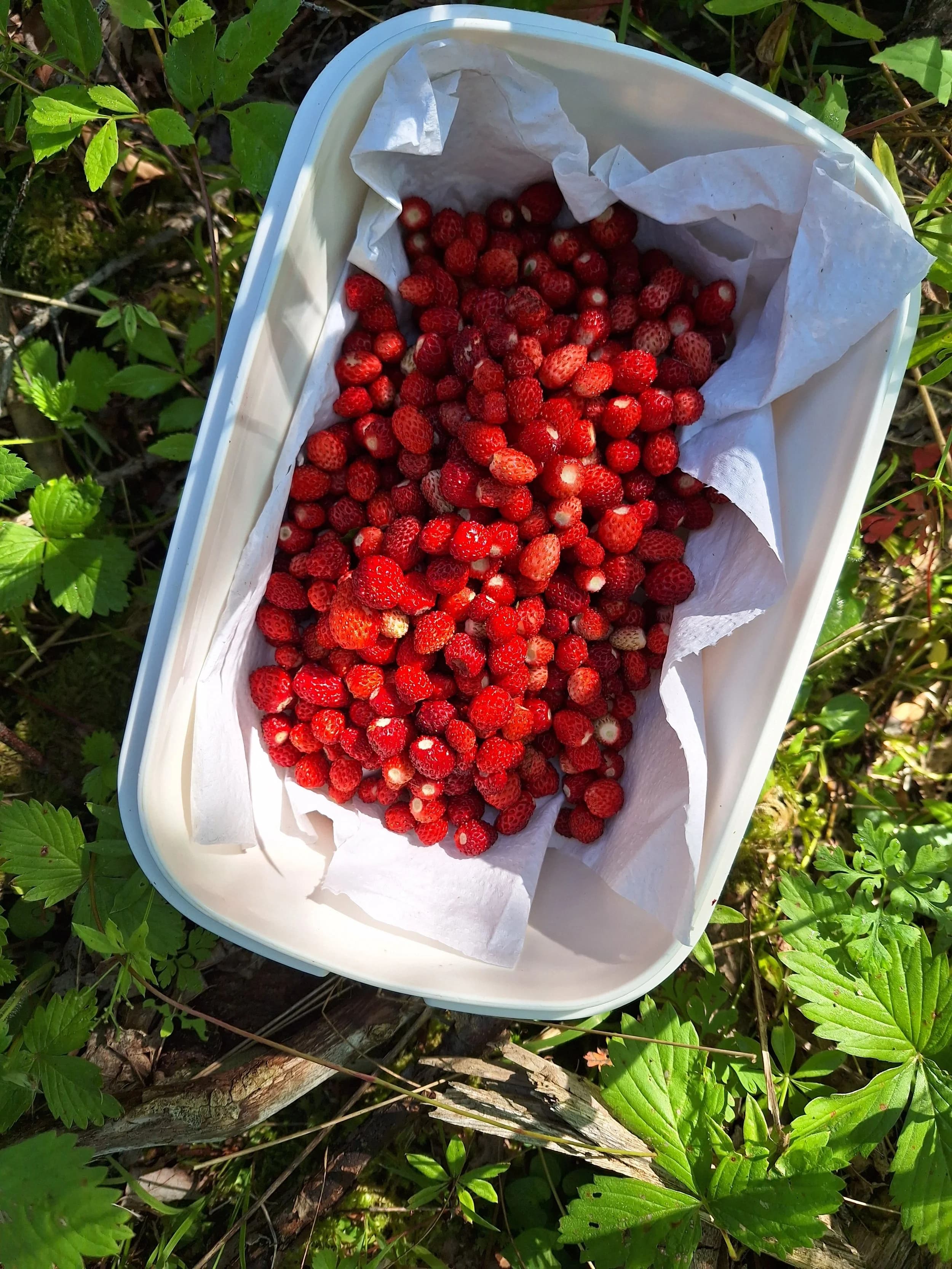 Ingrédient de saison